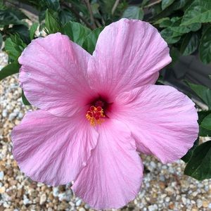 Meet your Posher, Jeannette